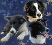 Chovatelska stanice ps: HAFKINS - BORDER COLLIE